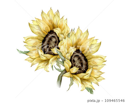 sunflowers bouquet watercolor hand painted. Yellow flowers composition. Hand painted isolated on white background. Floral illustration for summer or autumn design. Element natural plant twigs sunflowers bouquet watercolor hand painted. Yellow flowers composition. Hand painted isolated on white background. Floral illustration for summer or autumn design. Element natural plant twigs 109465546