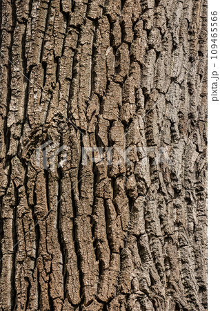 Old Wood Tree Texture Background Pattern 109465566