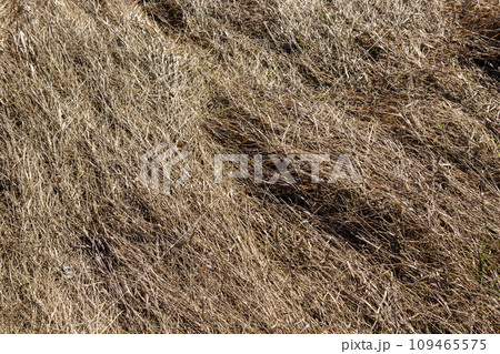 texture of dry grass from top view 109465575