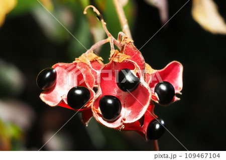 トキリマメの実 109467104