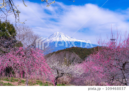 【富士山素材】早春の富士山と梅の花【静岡県】 109468037