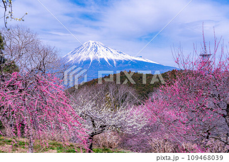 【富士山素材】早春の富士山と梅の花【静岡県】 【富士山素材】早春の富士山と梅の花【静岡県】 109468039