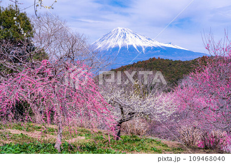 【富士山素材】早春の富士山と梅の花【静岡県】 【富士山素材】早春の富士山と梅の花【静岡県】 109468040