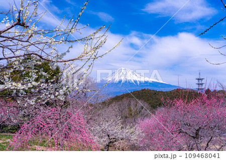 【富士山素材】早春の富士山と梅の花【静岡県】 【富士山素材】早春の富士山と梅の花【静岡県】 109468041