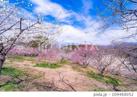 【富士山素材】早春の富士山と梅の花【静岡県】 109468052