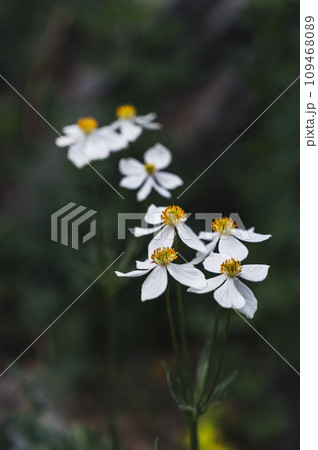 white and yellow blooming flowers on field in summer close-up 109468089