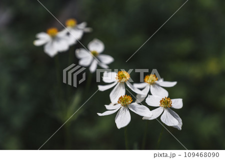 white and yellow blooming flowers on field in summer close-up 109468090