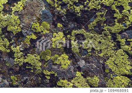 texture of stone mountain with moss close-up 109468091