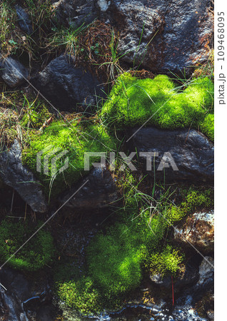 texture of stone mountain with green moss and grass close-up 109468095