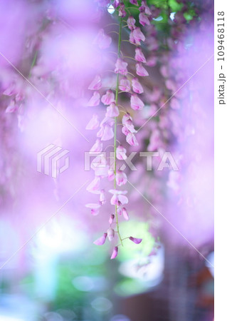 ピンク色の藤の花 109468118