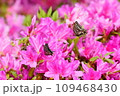 ツツジの蜜を吸うアゲハチョウ 109468430