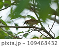 枝に止まるスズメ 109468432