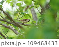 すずめ 109468433