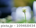 クローバーの白い花 109468434