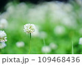 クローバーの白い花 109468436
