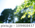 太陽の光を浴びる新緑の葉 109468437