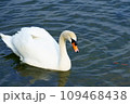 水面を泳ぐ白鳥 109468438