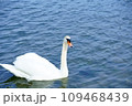 水面を泳ぐ白鳥 109468439