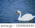 水面を泳ぐ白鳥 109468440