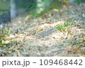 地面に落ちた枯れ葉 109468442