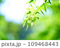 夏の緑色もみじ 109468443