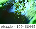 夏の緑色もみじ 109468445