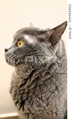 ブリティッシュショートヘア横顔 109468902
