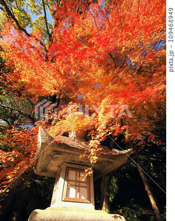 こんぴらさんの燈籠と紅葉【香川県仲多度郡琴平町・金刀比羅宮】 こんぴらさんの燈籠と紅葉【香川県仲多度郡琴平町・金刀比羅宮】 109468949
