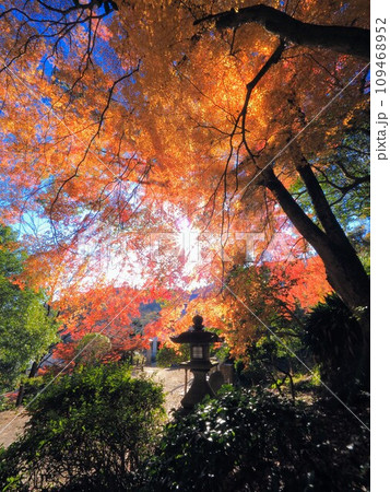 こんぴらさんの燈籠と紅葉【香川県仲多度郡琴平町・金刀比羅宮】4 こんぴらさんの燈籠と紅葉【香川県仲多度郡琴平町・金刀比羅宮】4 109468952