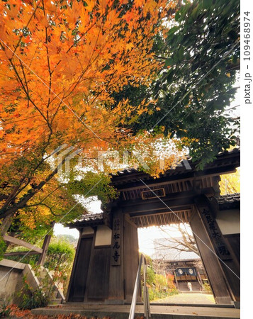 こんぴらさんの松尾寺の紅葉【香川県仲多度郡琴平町・金刀比羅宮】5 こんぴらさんの松尾寺の紅葉【香川県仲多度郡琴平町・金刀比羅宮】5 109468974