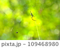蜘蛛の巣のクモ 109468980