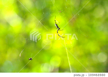 蜘蛛の巣のクモ 109468980