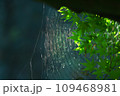 蜘蛛の巣 109468981
