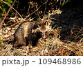 草むらのたぬき 109468986