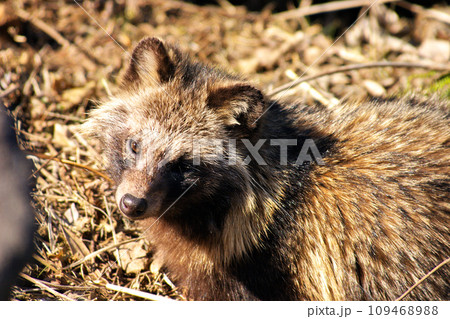 草むらのたぬき 109468988