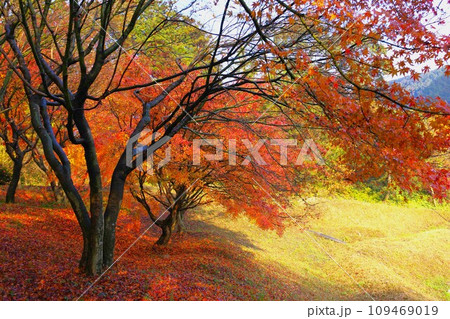 色とりどりの見事な美しい紅葉 色とりどりの見事な美しい紅葉 109469019
