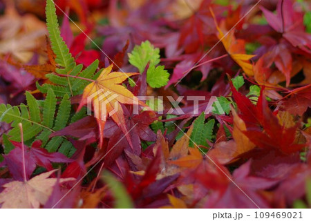 色とりどりのかわいい紅葉した落ち葉 色とりどりのかわいい紅葉した落ち葉 109469021