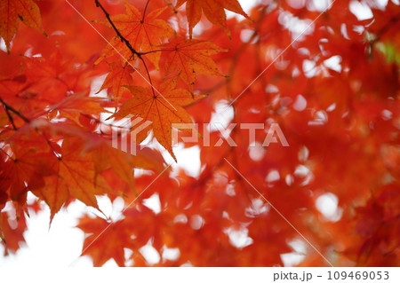 紅葉7251 紅葉7251 109469053