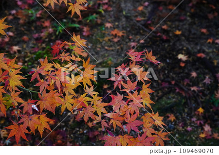 紅葉7278 紅葉7278 109469070