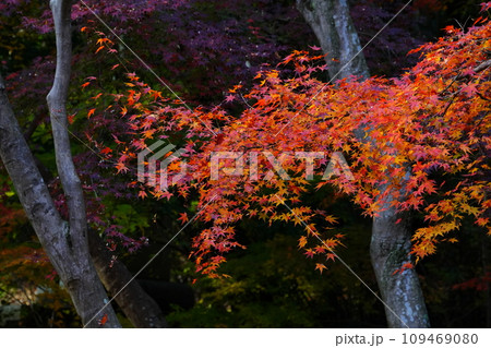 紅葉7100 紅葉7100 109469080