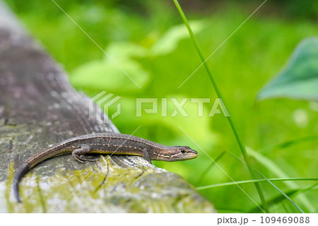 こちらを見つめるトカゲ 109469088
