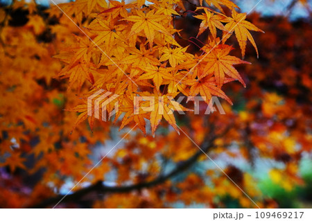 紅葉7230 109469217
