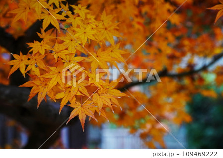 紅葉7232 109469222