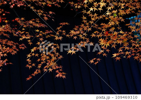 紅葉7134 紅葉7134 109469310