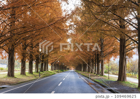 紅葉の高島メタセコイヤ並木 109469625