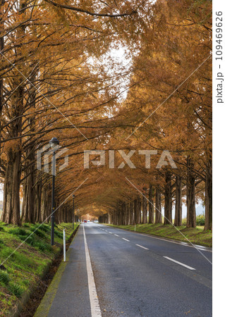紅葉の高島メタセコイヤ並木 紅葉の高島メタセコイヤ並木 109469626