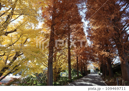 紅葉の山手イタリア山庭園 紅葉の山手イタリア山庭園 109469711