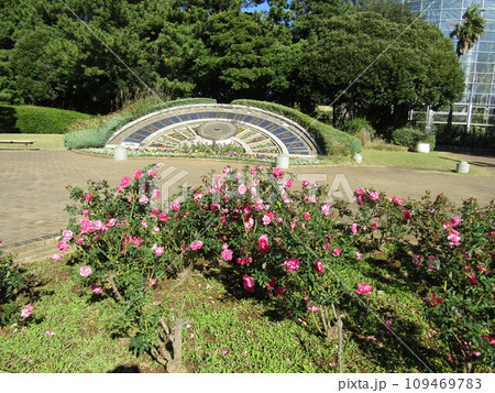 稲毛海浜公園の花時計と桃色の薔薇らの花 稲毛海浜公園の花時計と桃色の薔薇らの花 109469783