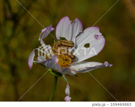 コスモスの花を食害するヨトウガ幼虫 109469865
