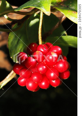 サネカズラの実 109470305